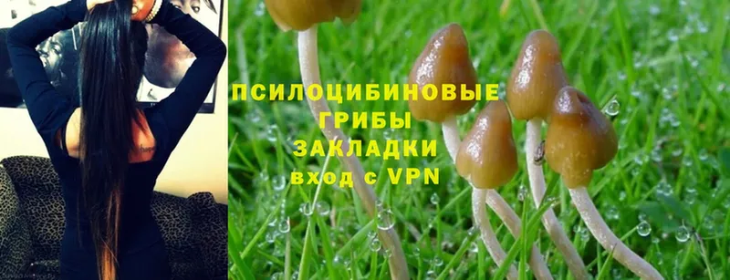 Псилоцибиновые грибы Cubensis  Верхнеуральск 